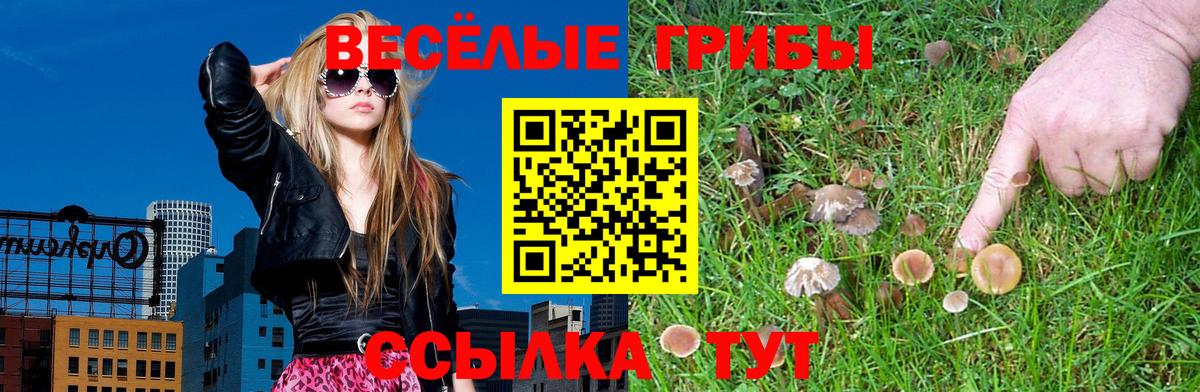 Псилоцибиновые грибы Psilocybe Владикавказ